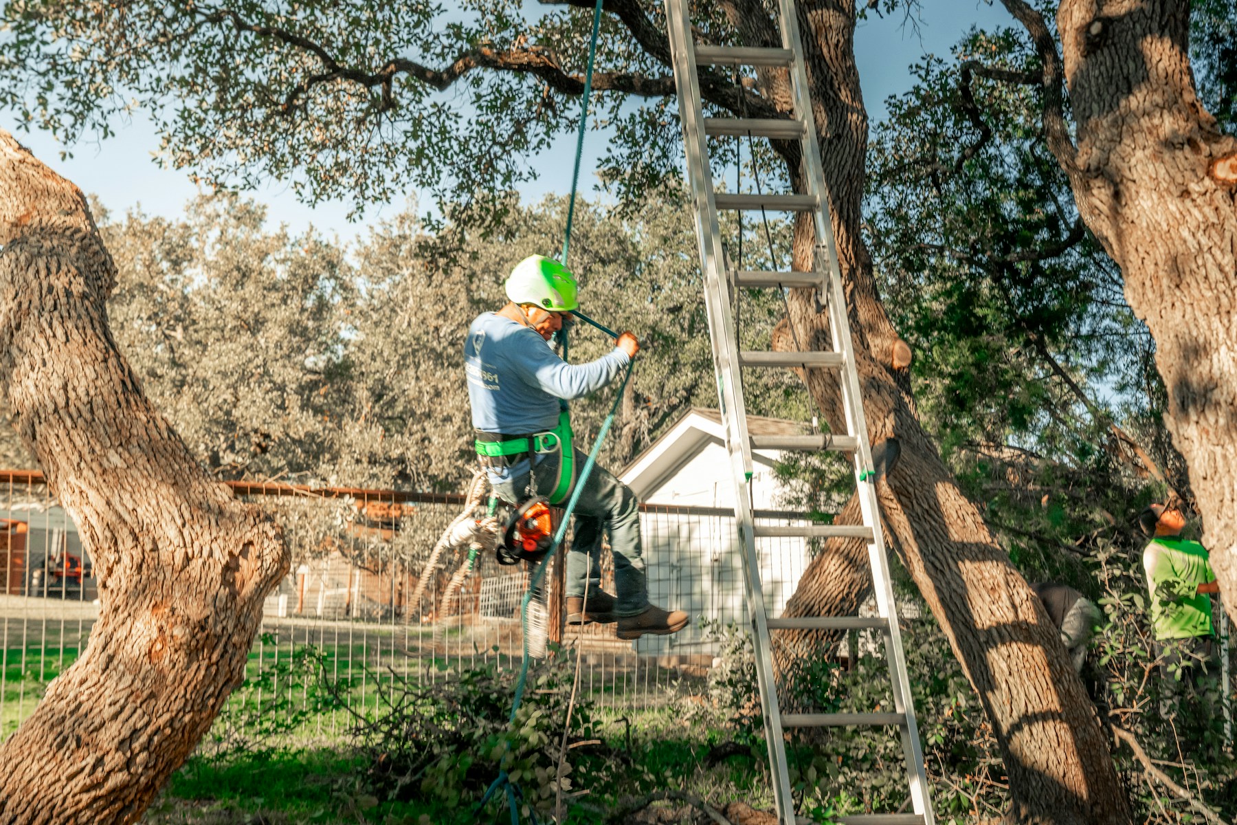 Professional arborist preparing to climb a mature tree